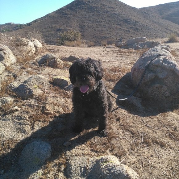 Meet your Posher, Casey - Picture 1 of 1